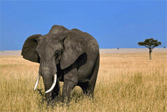 elephant d'afrique