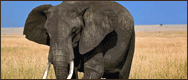 Elephant d'Afrique